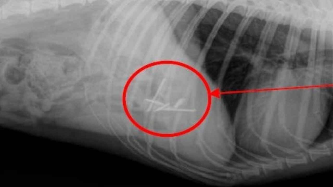 Alerta: cebos con clavos para perros en un parque de la Comarca de Pamplona: hay un joven investigado