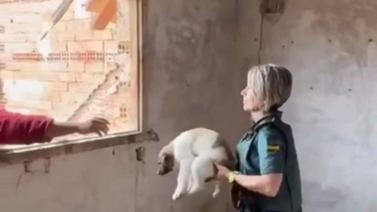 Imagen del rescate de los cachorros en Fitero. GUARDIA CIVIL