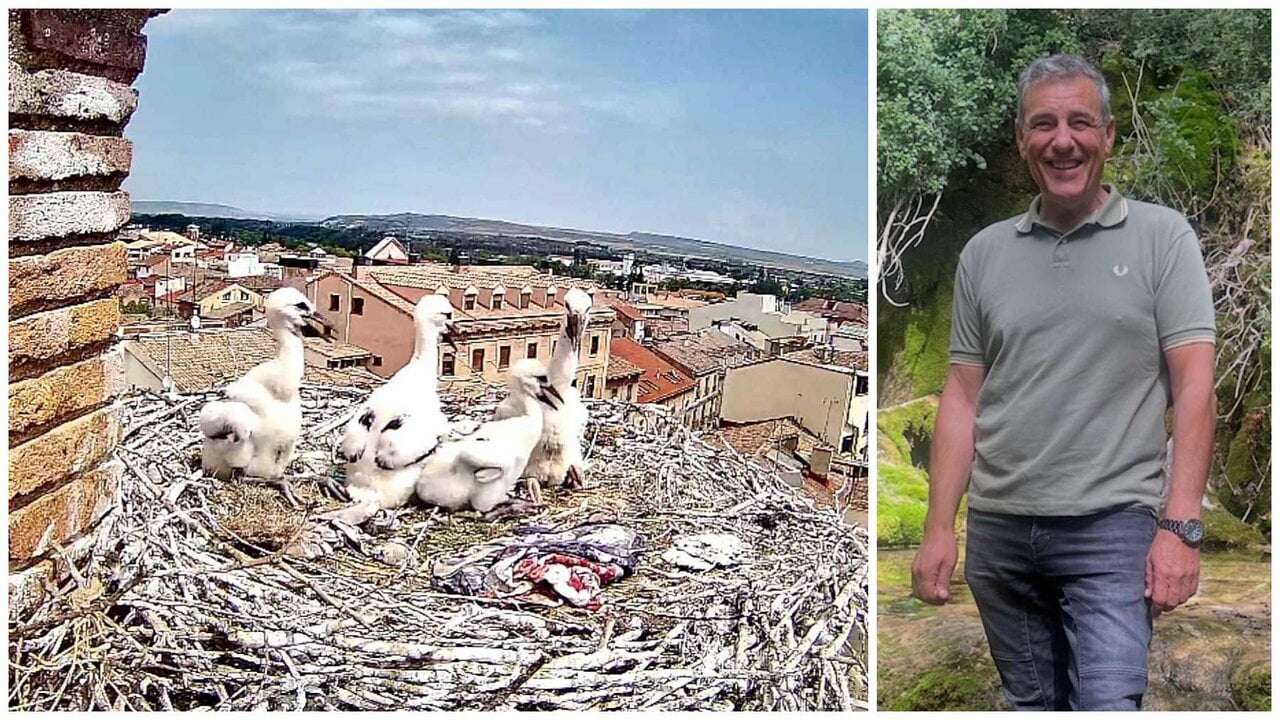 El nido de cigüeñas de Tudela viral que se ve en directo: “Es la primera vez que salen adelante cuatro crías”