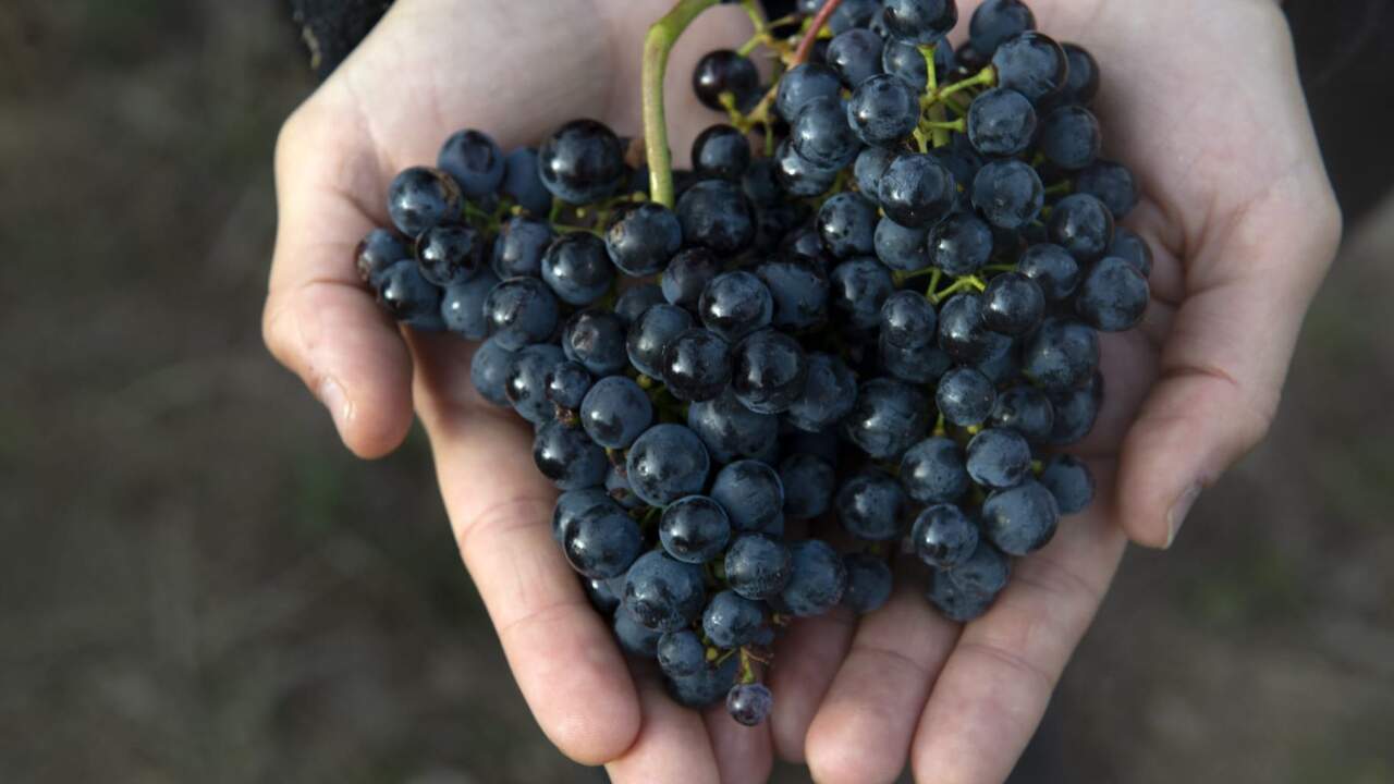 La bodega navarra que ha devuelto al vino una uva desaparecida desde finales del siglo XIX