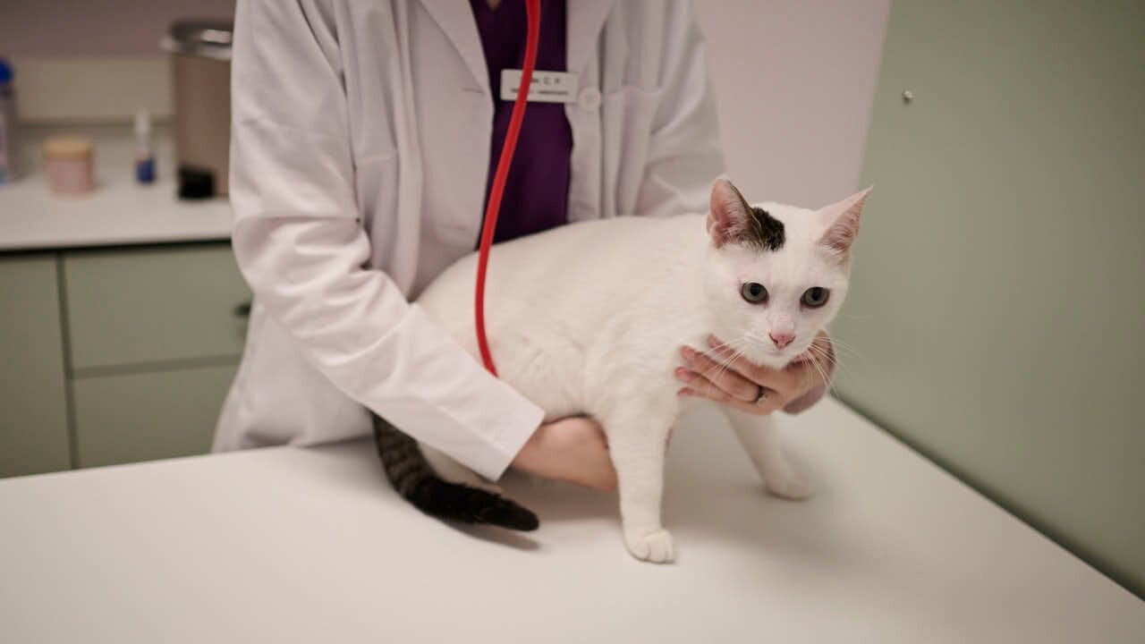 Clínica veterinaria BetterCat en calle del Sadar, 16. PABLO LASAOSA