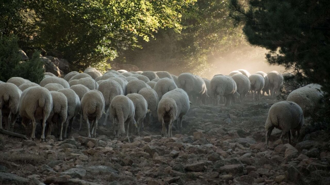 Navarra pagará más por los daños de osos y buitres al ganado y crea un procedimiento más ágil