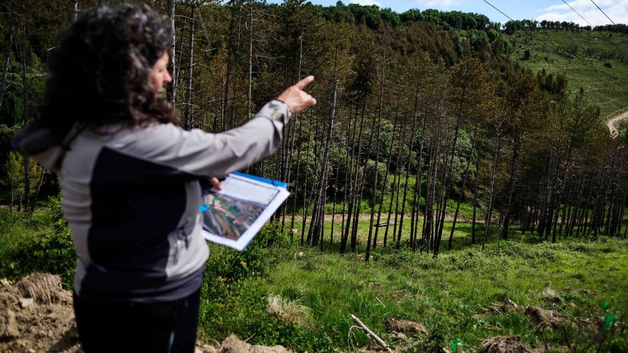 El monte de Pamplona que renace tras el incendio de 2022 con miles de árboles y una nueva zona de paseo