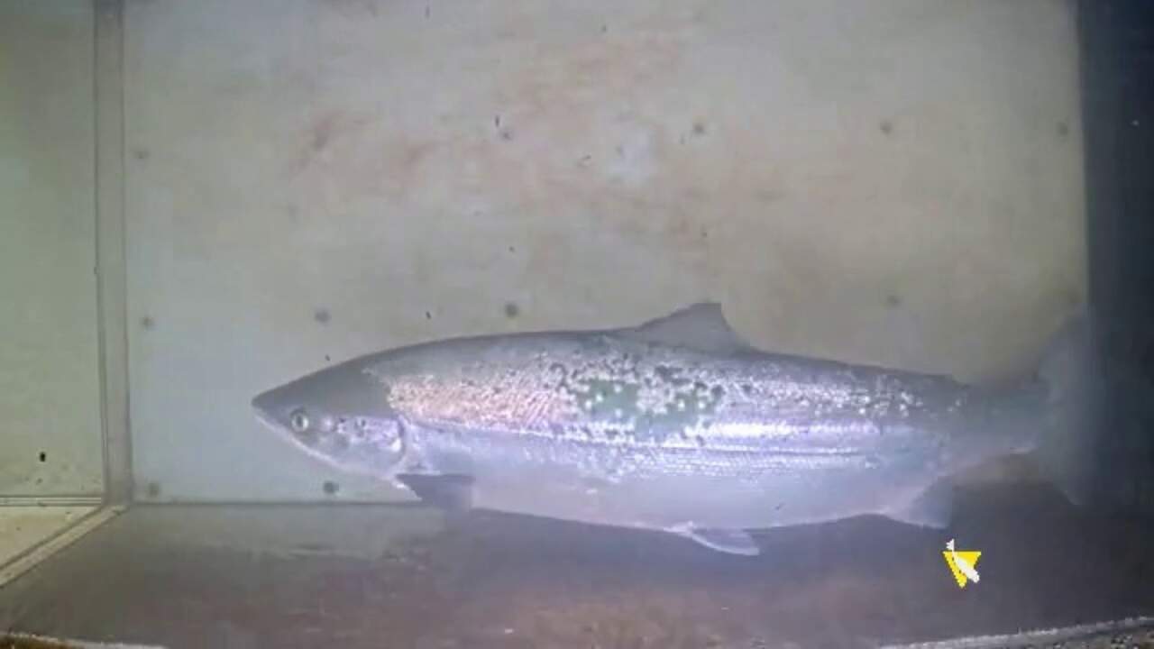 Navarra entrena IA que vigilará a los salmones y trucha en los ríos con una cámara