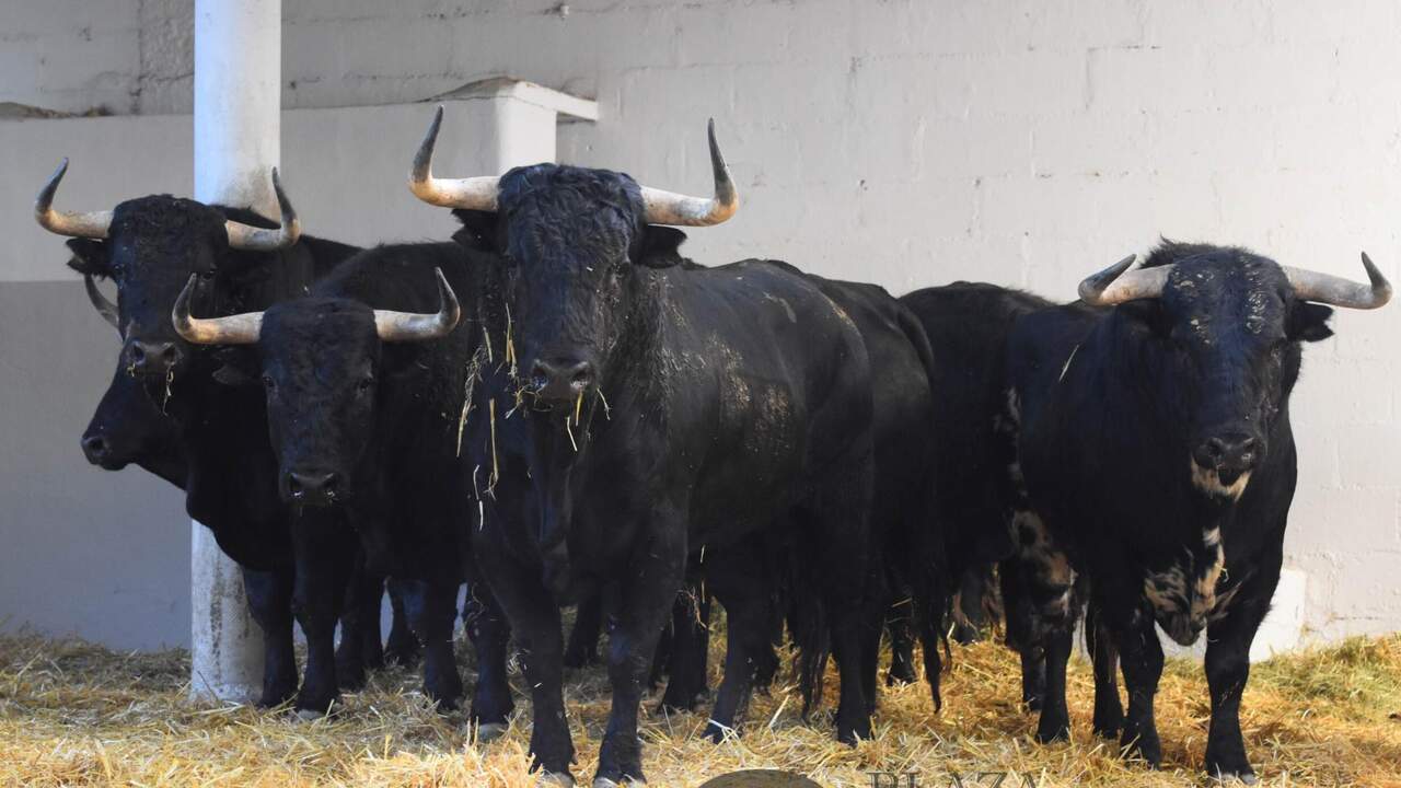 Pamplona ya huele a toro: los novillos navarros de Pincha ya esperan en la plaza para San Fermín 2026