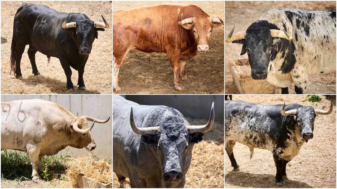 La guía para distinguir a los toros del encierro de San Fermín: negros, cárdenos, castaños o jaboneros
