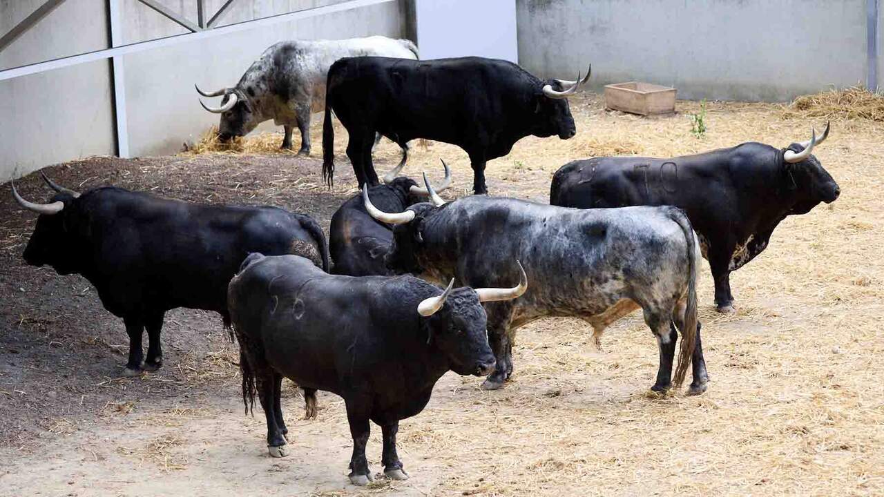 El toro de Cebada Gago en Pamplona que ya causa sensación antes de San Fermín 2026 en los corrales del Gas