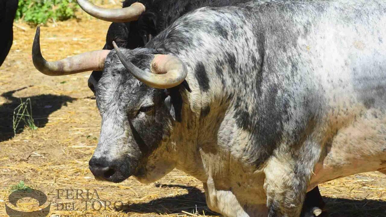 Filósofo, el toro de Cebada Gago.