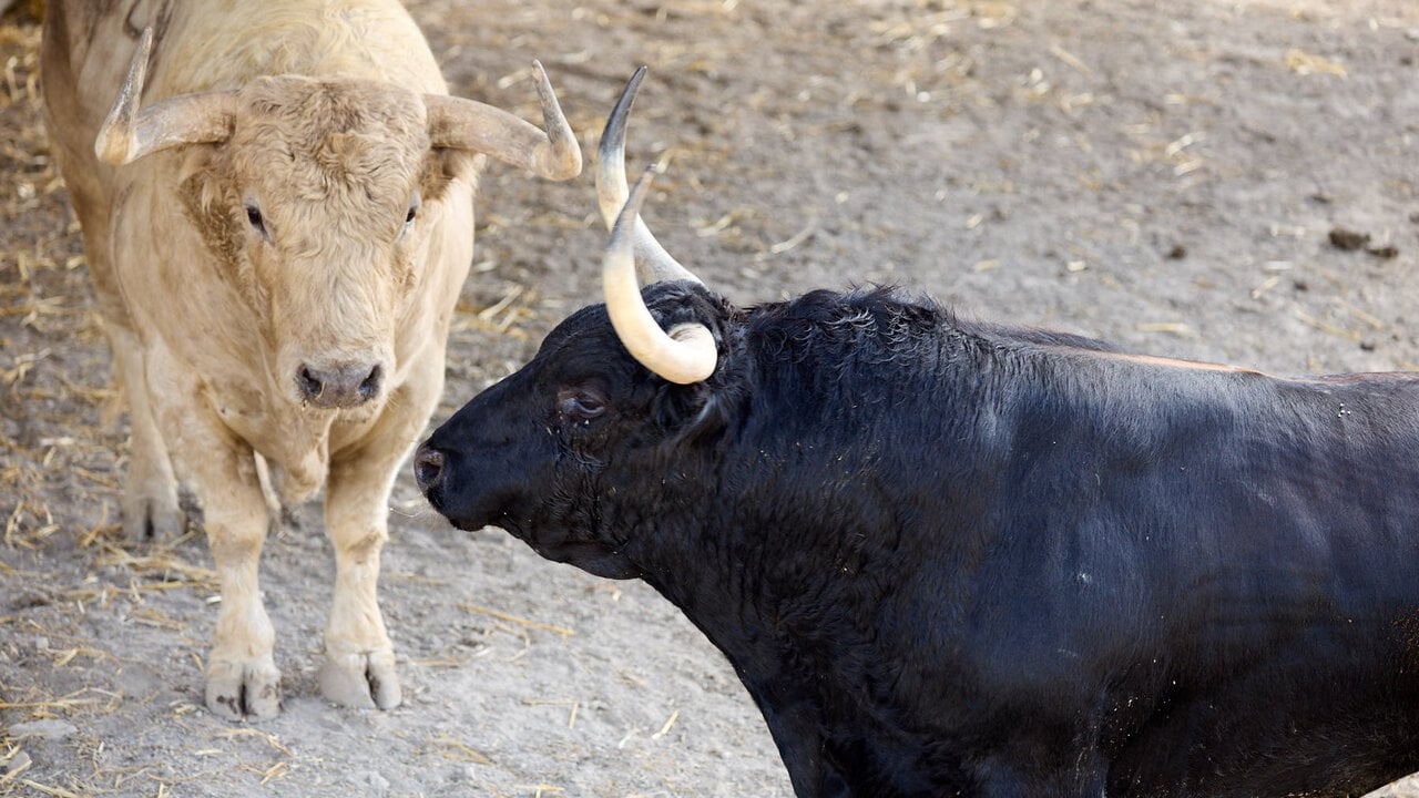 Una astifina e impresionante corrida de Fuente Ymbro para San Fermín se lleva los aplausos en los corrales de Pamplona