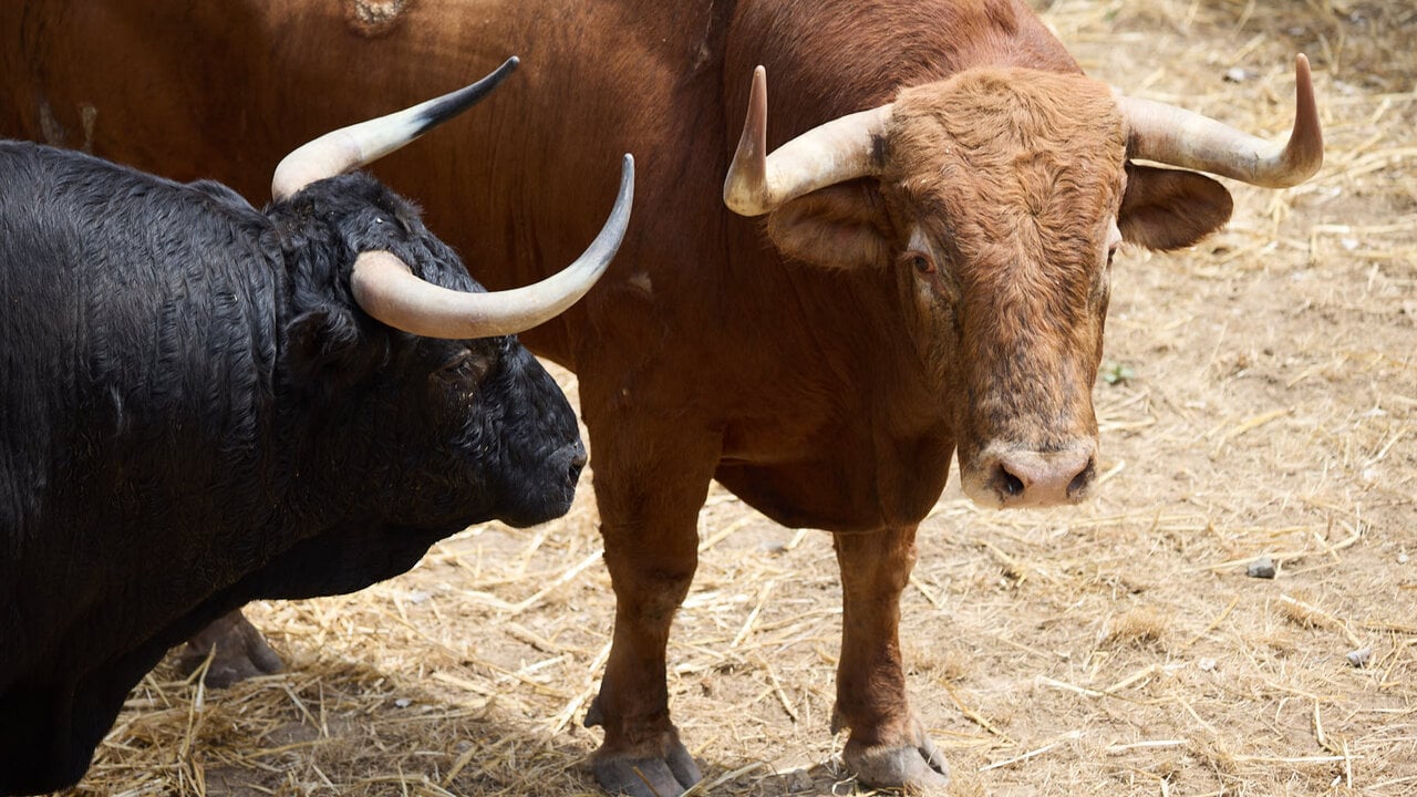 Toros de la ganader&iacute;a de &Aacute;lvaro N&uacute;&ntilde;ez (10 de julio), en los Corrales del Gas de Pamplona para San Ferm&iacute;n 2026. I&Ntilde;IGO ALZUGARAY