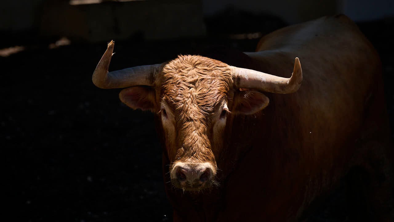 Toros de la ganader&iacute;a de La Palmosilla (12 de julio), en los Corrales del Gas de Pamplona para San Ferm&iacute;n 2026. PABLO LASAOSA