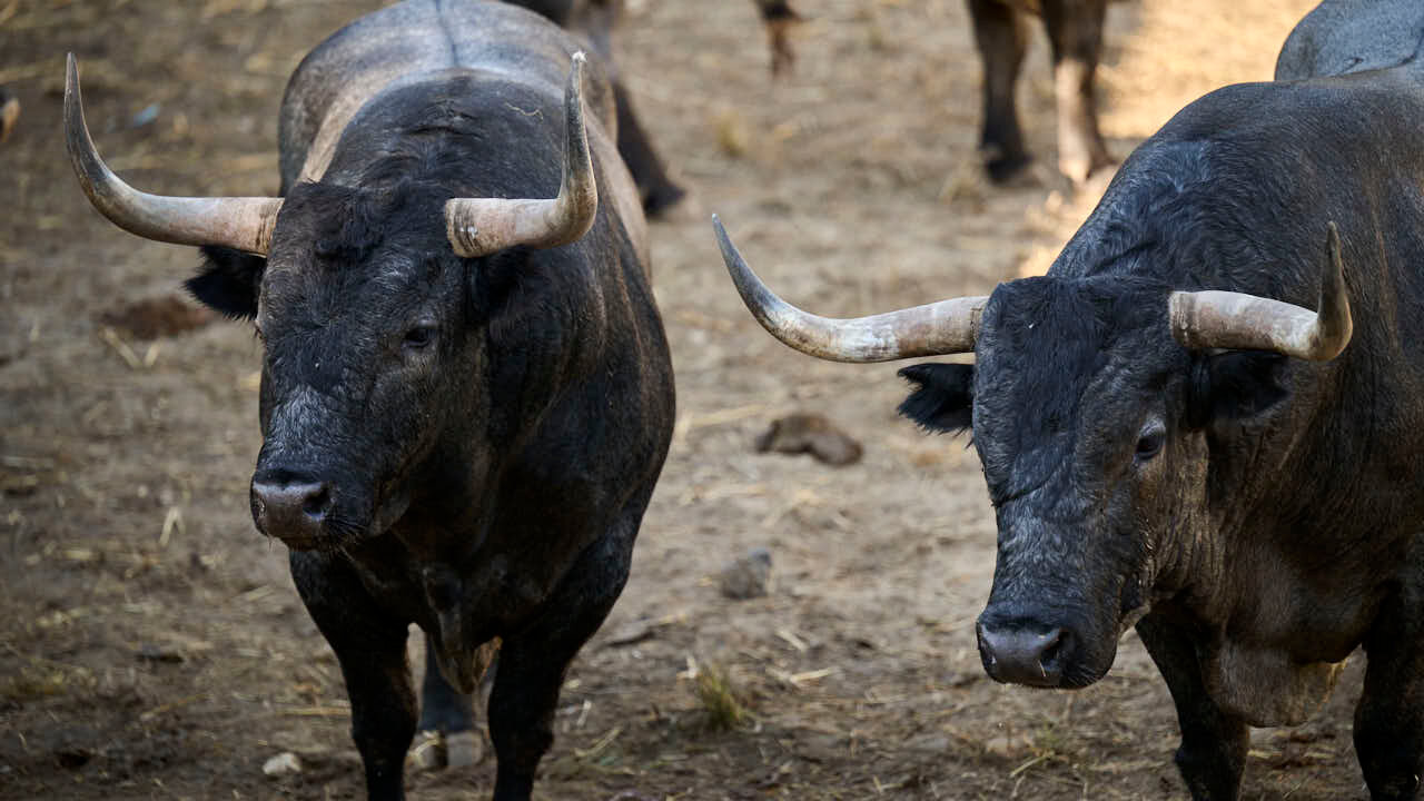 Toros de la ganader&iacute;a de Jos&eacute; Escolar (11 de julio), en los Corrales del Gas de Pamplona para San Ferm&iacute;n 2026. PABLO LASAOSA