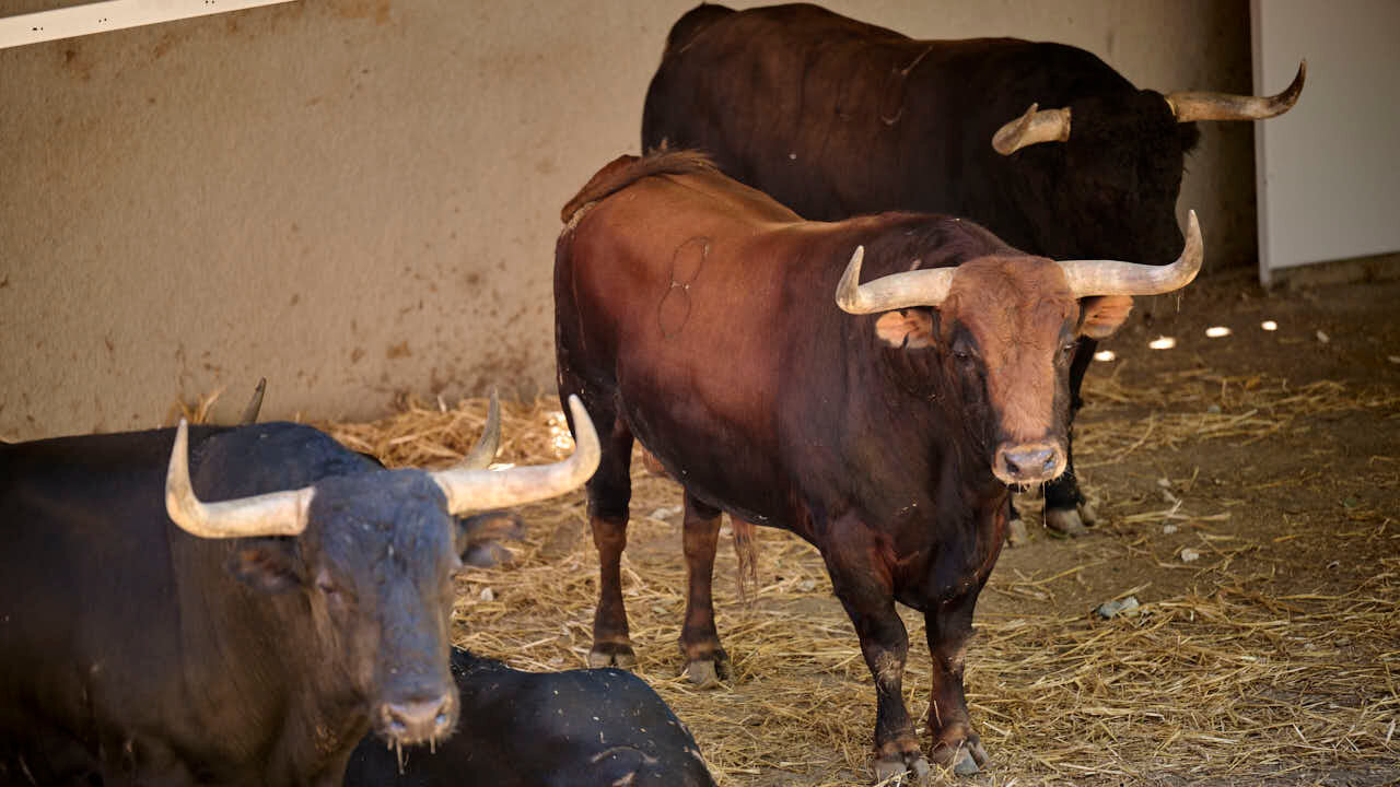 Toros de la ganader&iacute;a de Jandilla en los Corrales del Gas de Pamplona para San Ferm&iacute;n 2026. PABLO LASAOSA