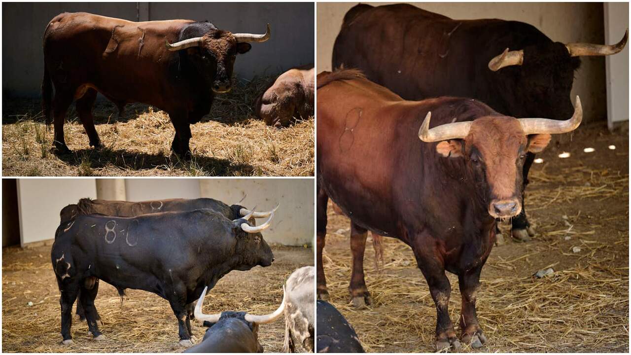 Jandilla gana el premio a la mejor corrida de la Feria del Toro de San Fermín y dos toros comparten el Carriquiri