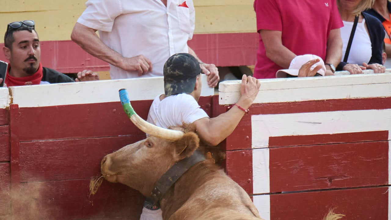 Vacas ma&ntilde;aneras tras el primer encierro de Tudela 2026. PABLO LASAOSA