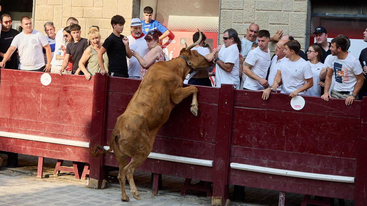 Vacas en Fiestas de Puente La Reina 2026. I&Ntilde;IGO ALZUGARAY