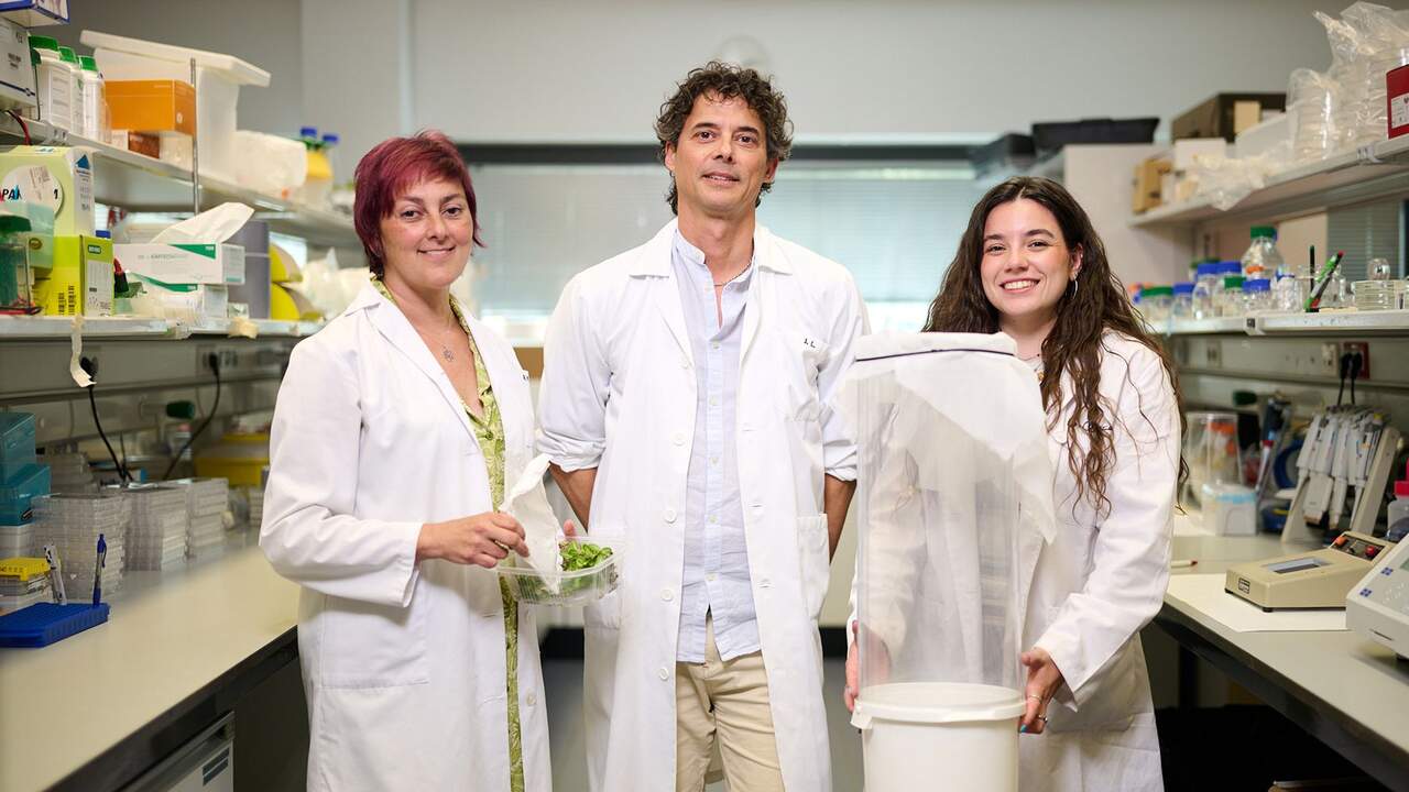 Una investigación en Navarra descubre nuevas vías para frenar la polilla del boj en jardines y espacios naturales