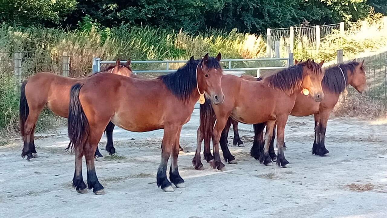 Gran interés por los potros de Jaca Navarra de INTIA: 25 solicitudes para hacerse con los 22 animales disponibles