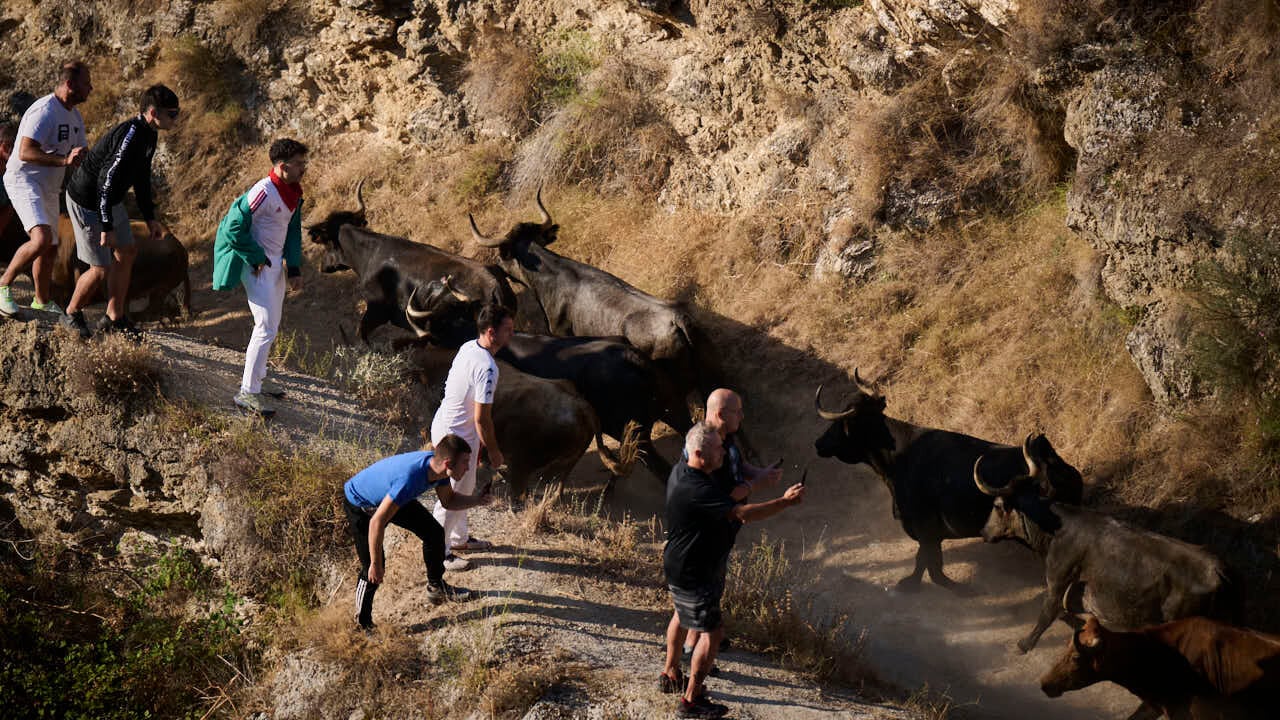 En fila de a una y tirando derrotes: el impredecible paso de las vacas de Teodoro Vergara en el Pilón de Falces