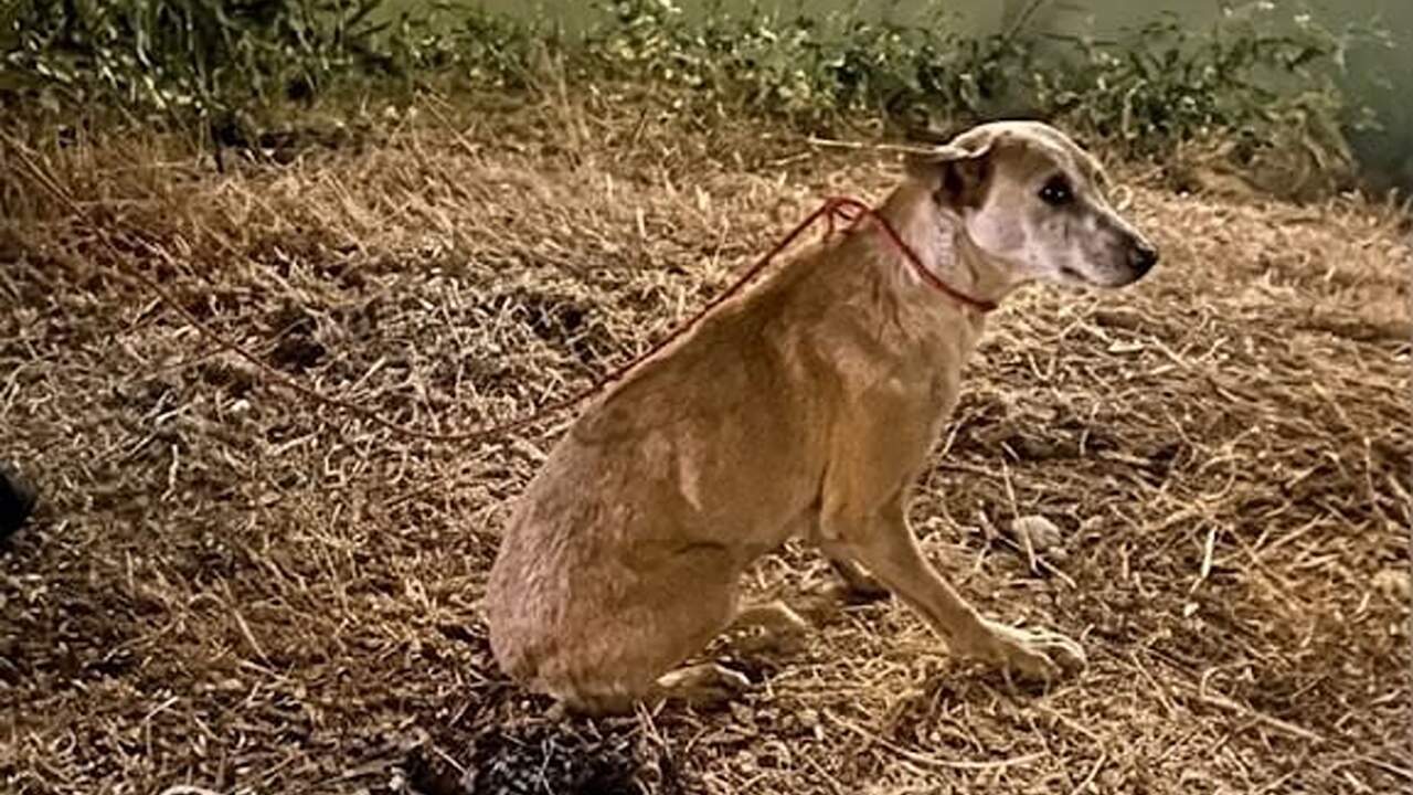 Un perro cae al Canal de Tauste en Fustiñana y la colaboración vecinal permite localizar a su dueño gracias al microchip