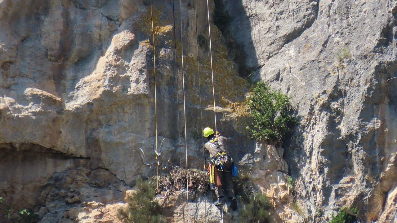 Dos parejas de águila de Bonelli crían con éxito en Navarra y sus pollos ya se preparan para abandonar la Comunidad foral