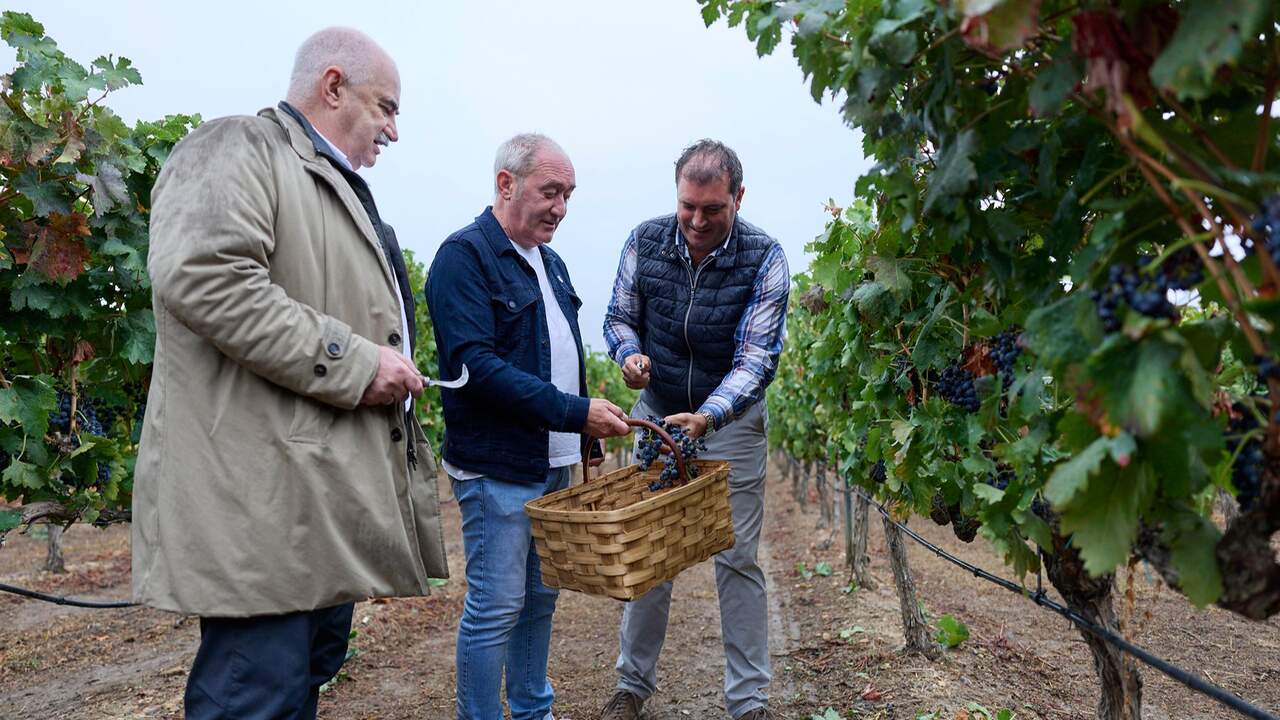 El calor adelanta como nunca la vendimia en Navarra: así ha terminado una campaña especialmente exigente