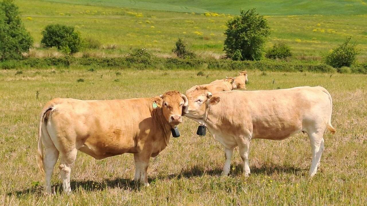 Las 'vacas bomberas' que protegen los montes de Navarra: cómo ayudan a prevenir los incendios
