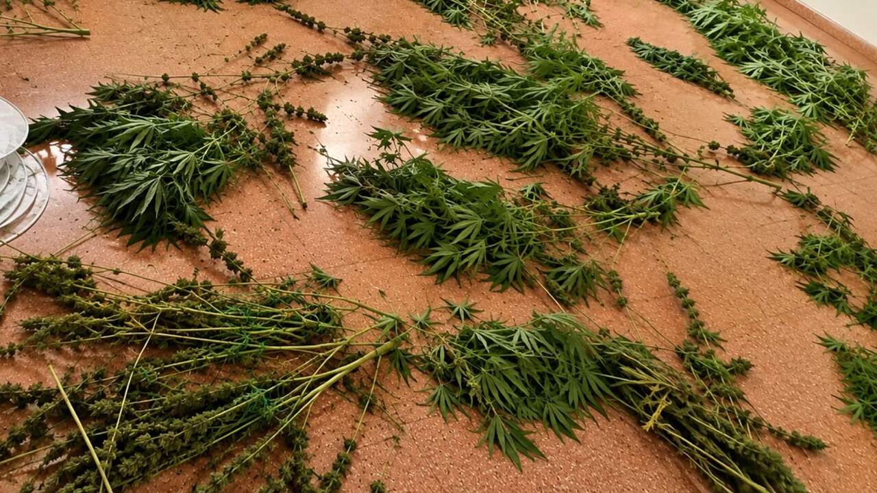 Un fuerte olor los delata: la Guardia Civil investiga a dos hombres tras descubrir sendas plantaciones de marihuana en Navarra