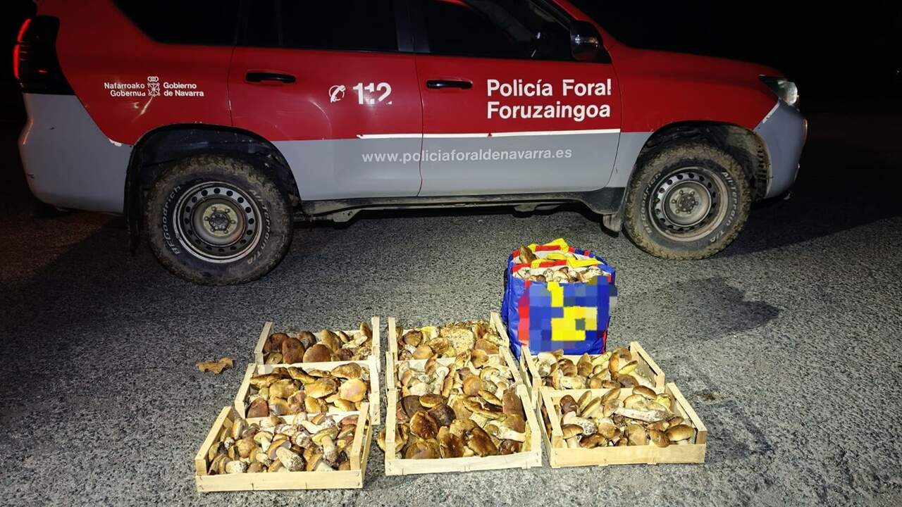 Golpe a la recolección ilegal de hongos en Navarra: decomisan 50 kilos a una sola persona