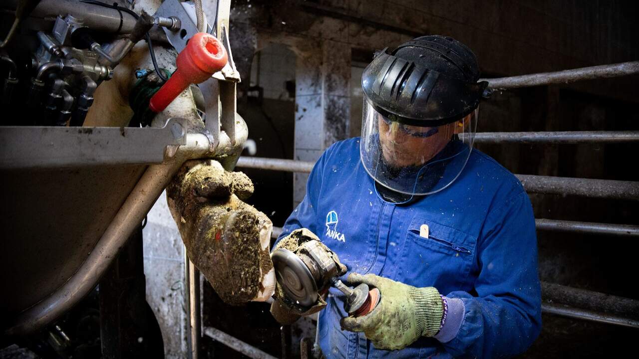 De recortar pezuñas a exportar a más de 40 países: la empresa navarra que ahora recibe un premio mundial en ganadería